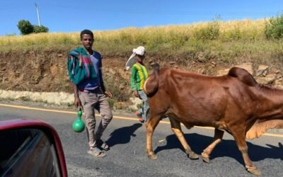 Cattle Business Update