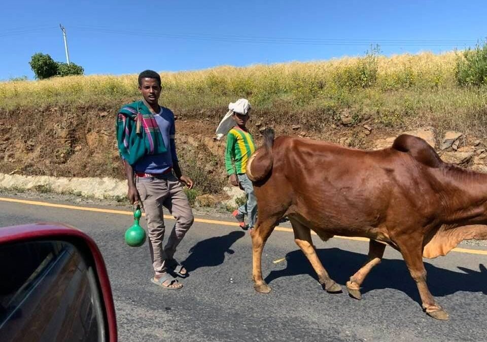 Cattle Business Update